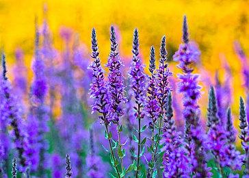 《刺客信条：幻景》1.08更新即将上线 完善现有内容